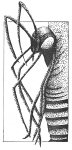 [Wirrn]